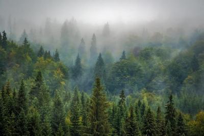 Aider les propriétaires forestiers publics et privés à améliorer, enrichir ou renouveler leurs forêts qui sont sinistrées, dépérissantes, vulnérables au changement climatique 